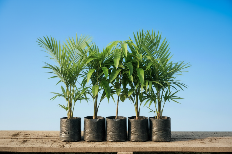 Sapling Supply