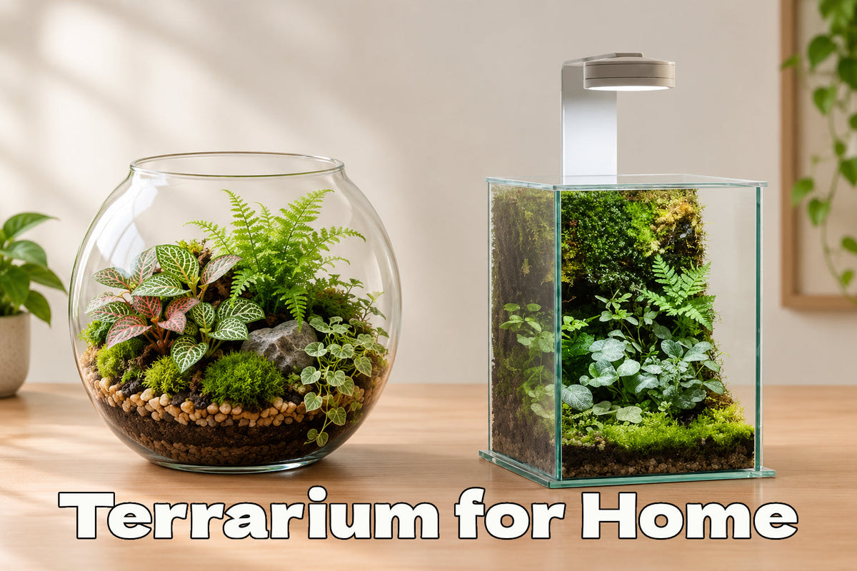 Terrarium for Home: Bring a Little Nature Into Your Modern Life