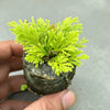 Selaginella sp micro