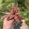 Cryptanthus earth star red