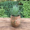Senecio serpens