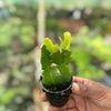 Christmas cactus pink