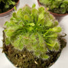 Drosera spatulata