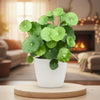 Pennywort – Hydrocotyle vulgaris – Terrarium Plant