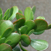 Crassula ovata- Jade plant
