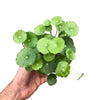 Centella Asiatica