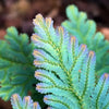 Selaginella peacock ferns