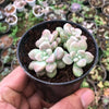 Graptopetallum mendozae