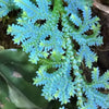 Selaginella uncinata