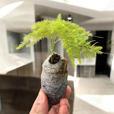Asparagus plumosus lace fern