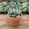 Kalanchoe millotii