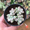 Graptopetallum mendozae