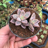 Graptosedum alpenglow