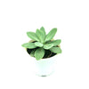 Senecio cephalophorus