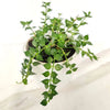 Dischidia ruscifolia million hearts