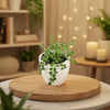 Million Hearts – Dischidia ruscifolia – Indoor Plant