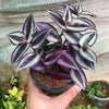 Tradescantia zebrina