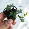 Selaginella uncinata