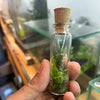 Terrarium fridge magnet
