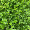 Selaginella kraussiana