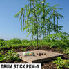 Drumsticks PKM1 seeds