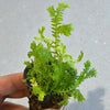 Selaginella kraussiana
