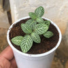 Fittonia regular