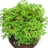Selaginella - Club moss