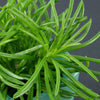 Senecio barbertonicus