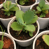 Kalanchoe lactivirens - mother of thousands