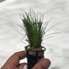 Long Hair Grass Eleocharis vivipara