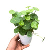 Centella Asiatica