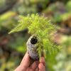 Asparagus plumosus lace fern