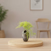 Lace Fern – Asparagus plumosus – Terrarium Plant