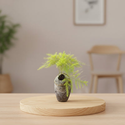Lace Fern – Asparagus plumosus – Terrarium Plant
