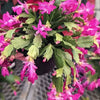 Christmas cactus pink