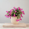 Pink Christmas Cactus – Indoor Plant
