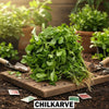 Chilkarve seeds