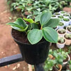 Peperomia Pixie