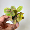 Fittonia 103