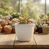 Sedum Adolphii Raym - firestrom