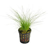 Dwarf hairgrass Eleocharis parvula