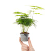 Asparagus plumosus lace fern