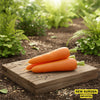 Carrot new kuroda seeds