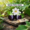 Brinjal purple round seeds
