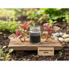 Amaranthus red seeds
