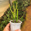 Firesticks - pencil cactus