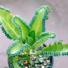 Kalanchoe lactivirens - mother of thousands