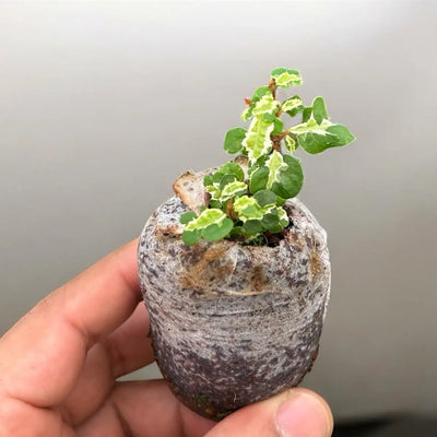 Ficus pumila tricolor rare variety