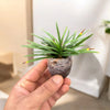 Dwarf mondo Grass